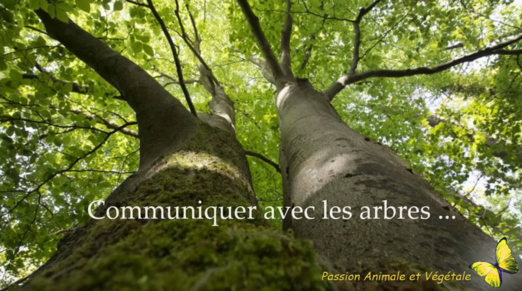 Communiquer avec les arbres